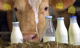 Объём реализации молока в сельхозорганизациях вырос на 4,7%